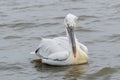 Dalmatian pelican Pelecanus crispus Wildlife in natural habitat Royalty Free Stock Photo