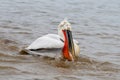 Dalmatian pelican Pelecanus crispus Wildlife in natural habitat Royalty Free Stock Photo