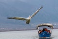 Dalmatian pelican Pelecanus crispus Wildlife in natural habitat Royalty Free Stock Photo