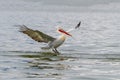 Dalmatian pelican Pelecanus crispus Wildlife in natural habitat Royalty Free Stock Photo