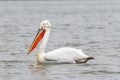 Dalmatian pelican Pelecanus crispus Wildlife in natural habitat Royalty Free Stock Photo