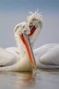 Dalmatian Pelican portrait, Kerkini Lake, Greece