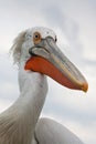 Dalmatian Pelican portrait, Kerkini Lake, Greece Royalty Free Stock Photo