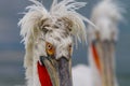 Dalmatian Pelican portrait, Kerkini Lake, Greece