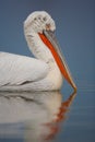 Dalmatian Pelican portrait sitting on the water, Kerkini Lake, G