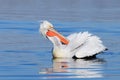 Dalmatian pelican preening Royalty Free Stock Photo