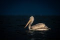 Dalmatian pelican in profile on blue lake Royalty Free Stock Photo