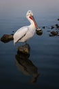 A Dalmatian pelican sitting on a rock