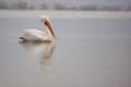 Dalmatian Pelican sitting on the water, Kerkini Lake, Greece