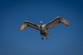 Dalmatian pelican spreading wings in blue sky