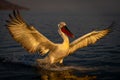 Dalmatian pelican spreading wings landing on lake