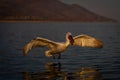 Dalmatian pelican spreading wings to take off Royalty Free Stock Photo