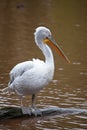 Dalmatian Pelican standing on a log