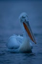 Dalmatian pelican swimming across lake at dawn Royalty Free Stock Photo