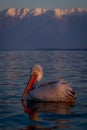 Dalmatian pelican swimming on lake near mountains Royalty Free Stock Photo