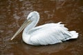 Dalmatian Pelican swimming in lake Royalty Free Stock Photo