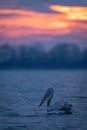 Dalmatian pelican swimming near trees at dawn Royalty Free Stock Photo