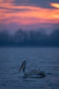 Dalmatian pelican swimming near trees at sunrise Royalty Free Stock Photo