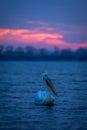 Dalmatian pelican swimming over lake at dawn Royalty Free Stock Photo