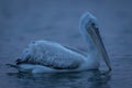 Dalmatian pelican swimming in profile across lake Royalty Free Stock Photo