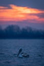 Dalmatian pelican swimming in profile at sunrise Royalty Free Stock Photo