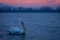 Dalmatian pelican swimming at sunrise across lake Royalty Free Stock Photo