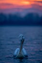 Dalmatian pelican swimming to camera at sunrise Royalty Free Stock Photo