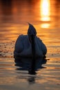 Dalmatian pelican swimming on water at dawn Royalty Free Stock Photo