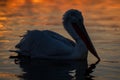 Dalmatian pelican swimming on water at sunrise Royalty Free Stock Photo