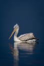 Dalmatian pelican swims on flat blue lake