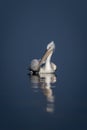 Dalmatian pelican swims over flat blue lake