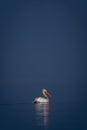 Dalmatian pelican swims over lake in profile Royalty Free Stock Photo