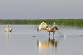 Dalmatian pelican taking flight from pond Royalty Free Stock Photo