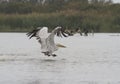 Dalmatian Pelican taking off from wate. Royalty Free Stock Photo