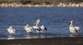 Dalmatian Pelicans Cleaning