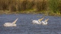 Dalmatian Pelicans Drinking Water Royalty Free Stock Photo