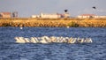 Dalmatian Pelicans Feeding