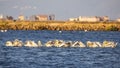 Dalmatian Pelicans Feeding