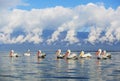 Dalmatian pelicans fishing on lake Kerkini Royalty Free Stock Photo