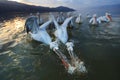 Dalmatian pelicans fishing on lake Kerkini Royalty Free Stock Photo