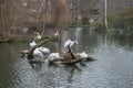 Dalmatian Pelicans flock Royalty Free Stock Photo