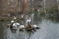 Dalmatian Pelicans flock