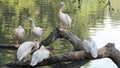 Dalmatian pelicans group