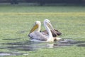 Dalmatian Pelicans Royalty Free Stock Photo