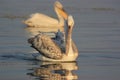 Dalmatian Pelicans of Lake Kerkini