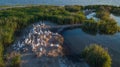 Dalmatian pelicans pelecanus crispus in Danube Delta Romania Royalty Free Stock Photo