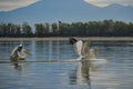 Dalmatian pelicans (Pelecanus crispus) - Kerkini lake, Greece