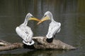 Dalmatian pelicans on a tree trunk Royalty Free Stock Photo