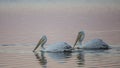 Dalmatian Pelicans Under Pale Light