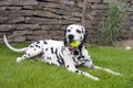 Dalmatian playing with a ball